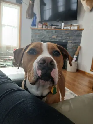 Johnny - FOSTER OR ADOPT ME!!