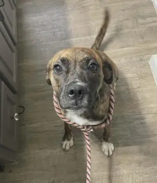 Lily - FOSTER OR ADOPT ME!!
