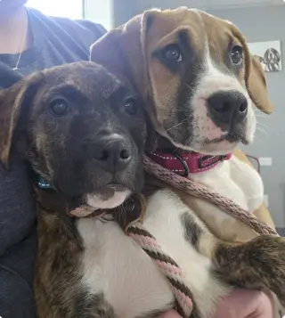 Lily - FOSTER OR ADOPT ME!!