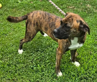 Lily - FOSTER OR ADOPT ME!!