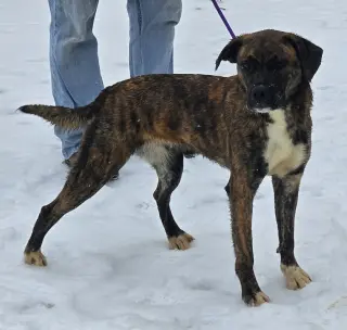 Lily - FOSTER OR ADOPT ME!!