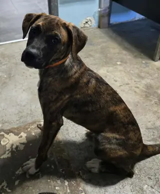 Lily - FOSTER OR ADOPT ME!!