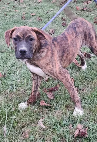 Lily - FOSTER OR ADOPT ME!!