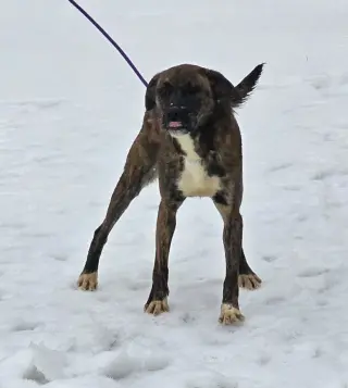 Lily - FOSTER OR ADOPT ME!!