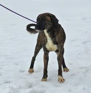 Lily - FOSTER OR ADOPT ME!!