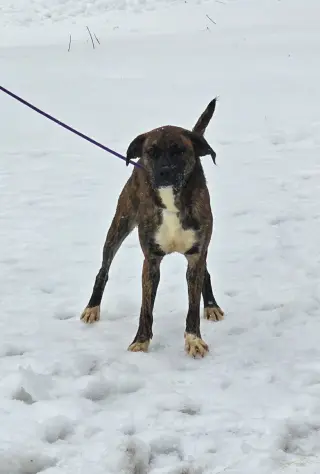 Lily - FOSTER OR ADOPT ME!!