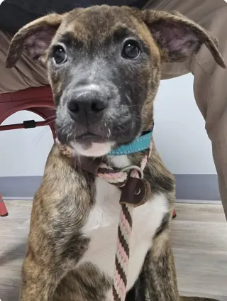 Lily - FOSTER OR ADOPT ME!!