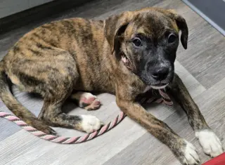 Lily - FOSTER OR ADOPT ME!!