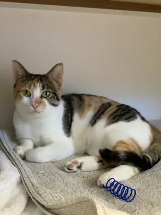 Cosette