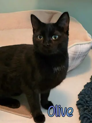 Olive