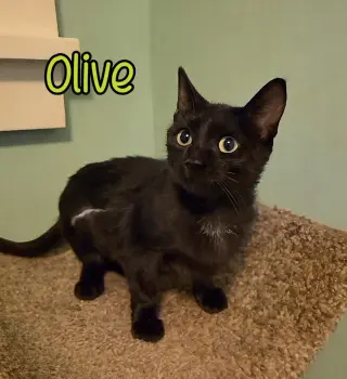 Olive