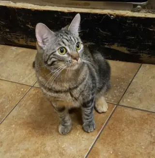 ELSA