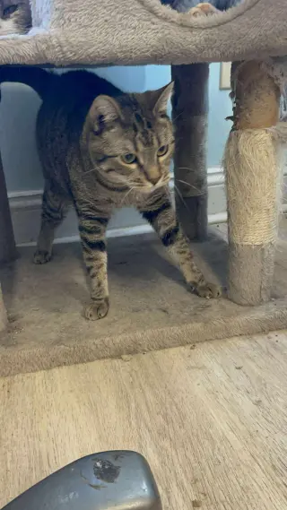 TUMBLEWEED