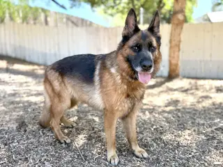 Bianca