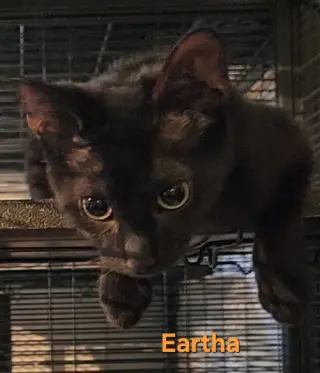 Eartha