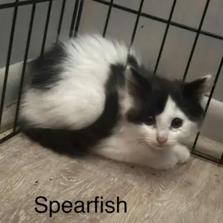 Spearfish