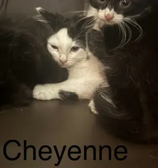Cheyenne