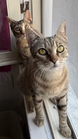 Kanga & Roo