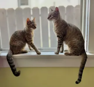 Kanga & Roo