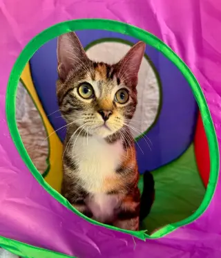 Juliet