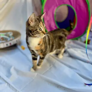 Juliet