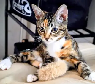Juliet