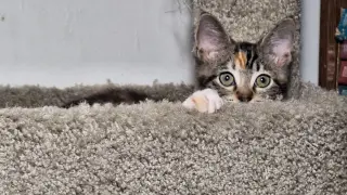 Juliet