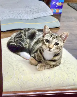Tuck N Roll