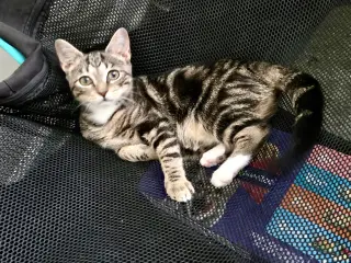 Tuck N Roll