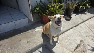 Huski