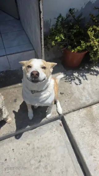 Huski