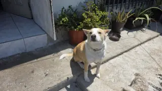 Huski