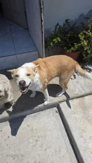 Huski