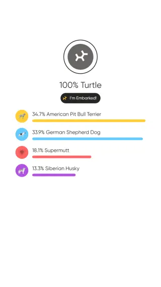 Turtle