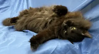 Simon