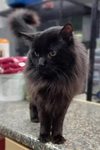 Simon