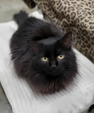 Simon
