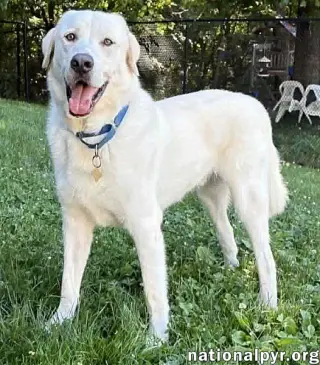 Zeus in CT - Excellent Walking On Leash!