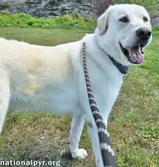 Zeus in CT - Excellent Walking On Leash!