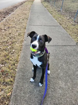 Simba