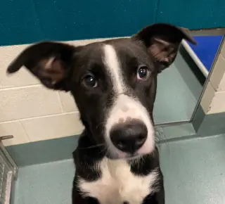 Simba