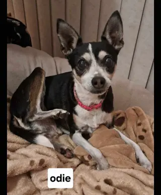 Odie