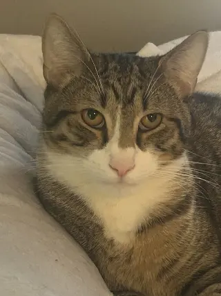 Elio