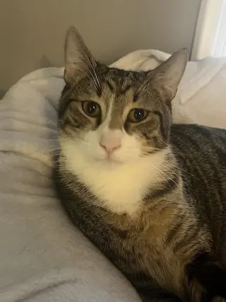 Elio