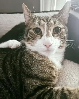 Elio