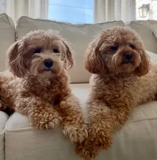 Leo & Chloe