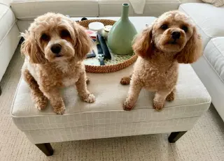 Leo & Chloe