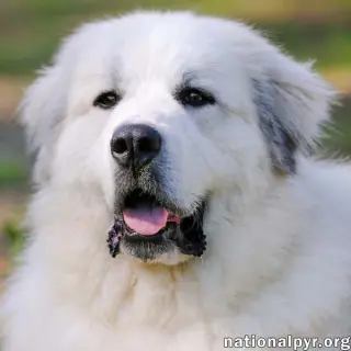 Connecticut Dog Foster Homes Needed!