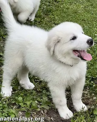 Connecticut Dog Foster Homes Needed!