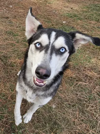 Pedro